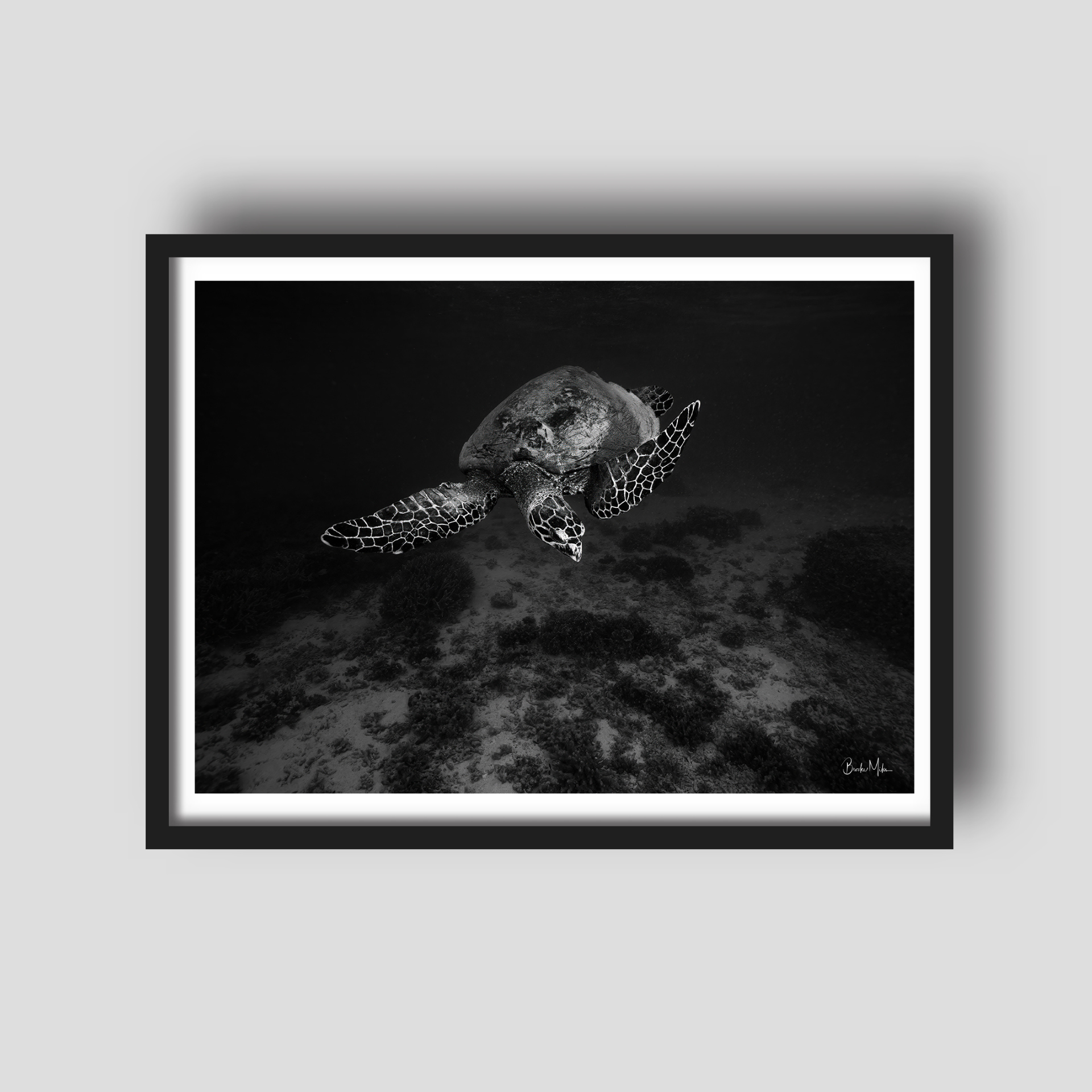 Mono Mosaic - B&amp;W Great Barrier Reef Turtle Print