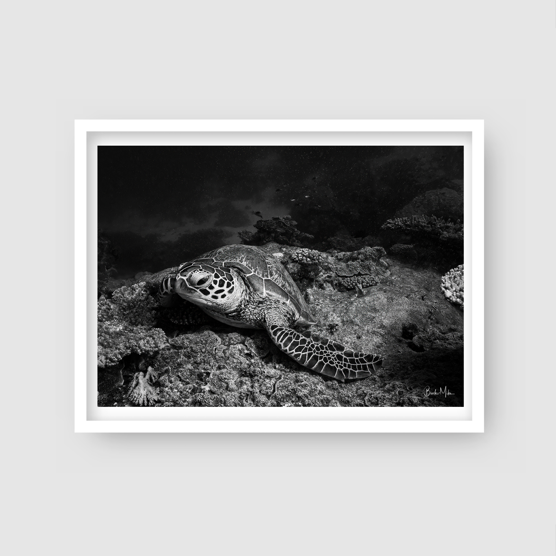 Nomad's Rest - B&amp;W Great Barrier Reef Turtle Print