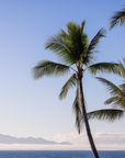 Tropical beach scene with tall palm trees silhouetted against a clear blue sky, with ocean water and distant mountains on the horizon.