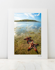A large photo mount with a wide white border, leaning against a white wall on a light marble surface. The print depicts a coastal scene with shallow blue water, distant land, and two red starfish in the foreground.