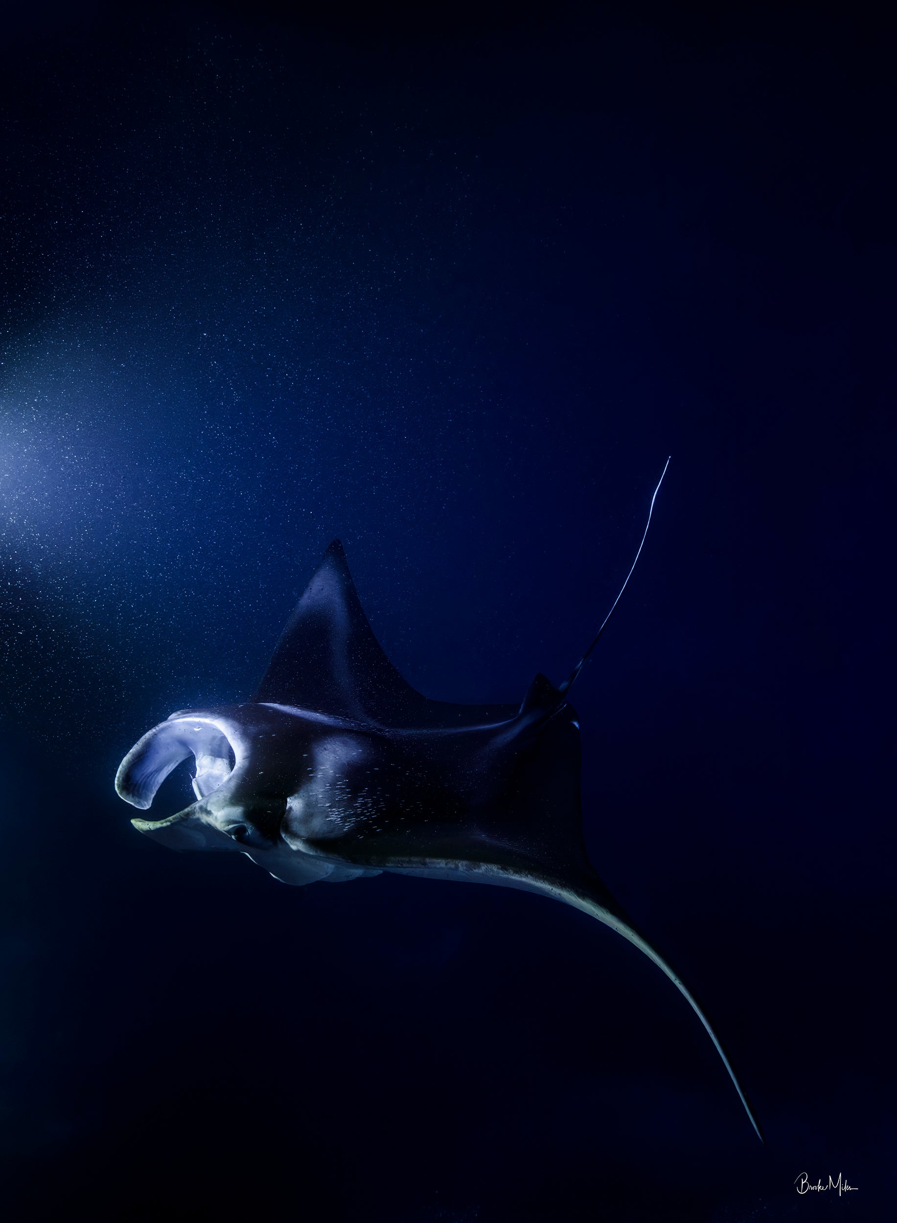 Phantom | Manta Ray Wall Art – Kona Hawaii