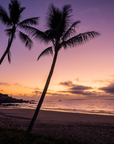 A scenic sunset beach landscape with silhouetted palm trees, dark rocky shoreline, calm ocean water, and a purple-pink-orange sky with clouds.