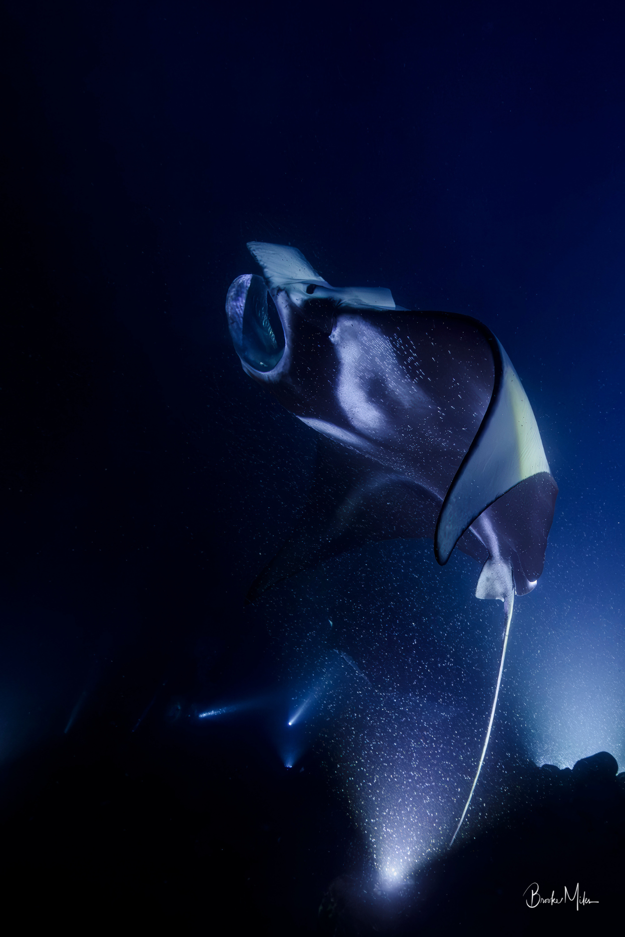 Rhapsody | Manta Ray Wall Art – Kona Hawaii