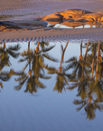 A scenic landscape photograph of desert sand dunes with rippled textures and palm tree reflections in a calm pool of water under warm golden-hour light.