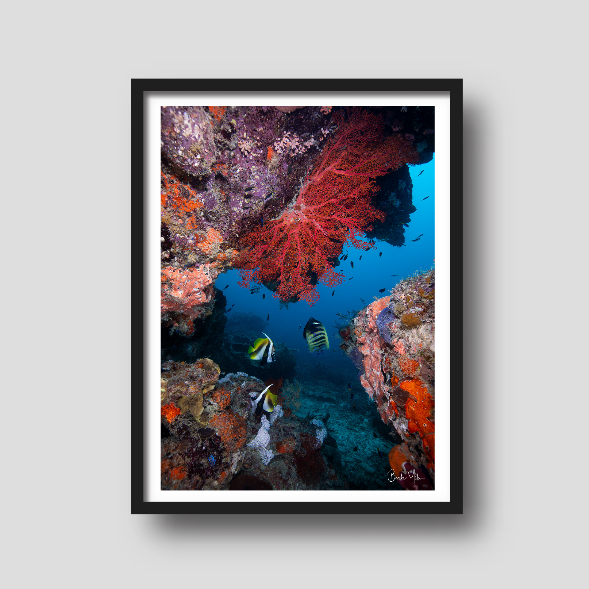 Ruby Retreat - Great Barrier Reef Print
