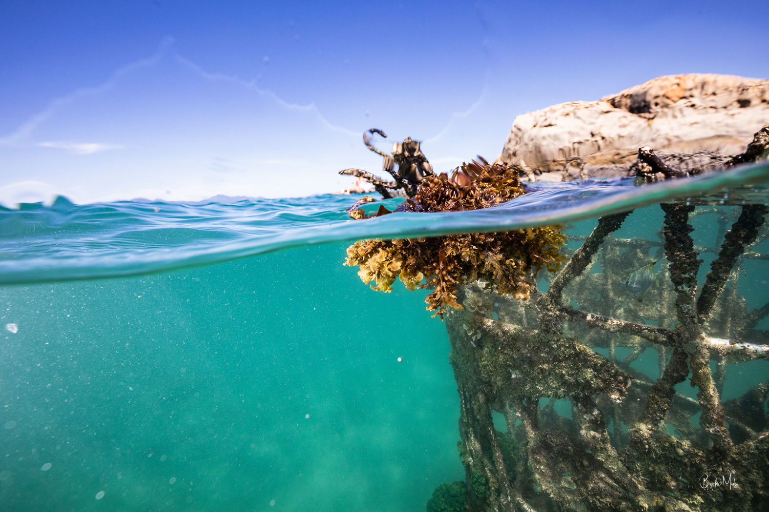 Split-level underwater and above-water ocean scene with turquoise water, a rocky shoreline, and a large piece of seaweed or kelp attached to a structure in the water.