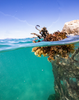 Split-level underwater and above-water ocean scene with turquoise water, a rocky shoreline, and a large piece of seaweed or kelp attached to a structure in the water.