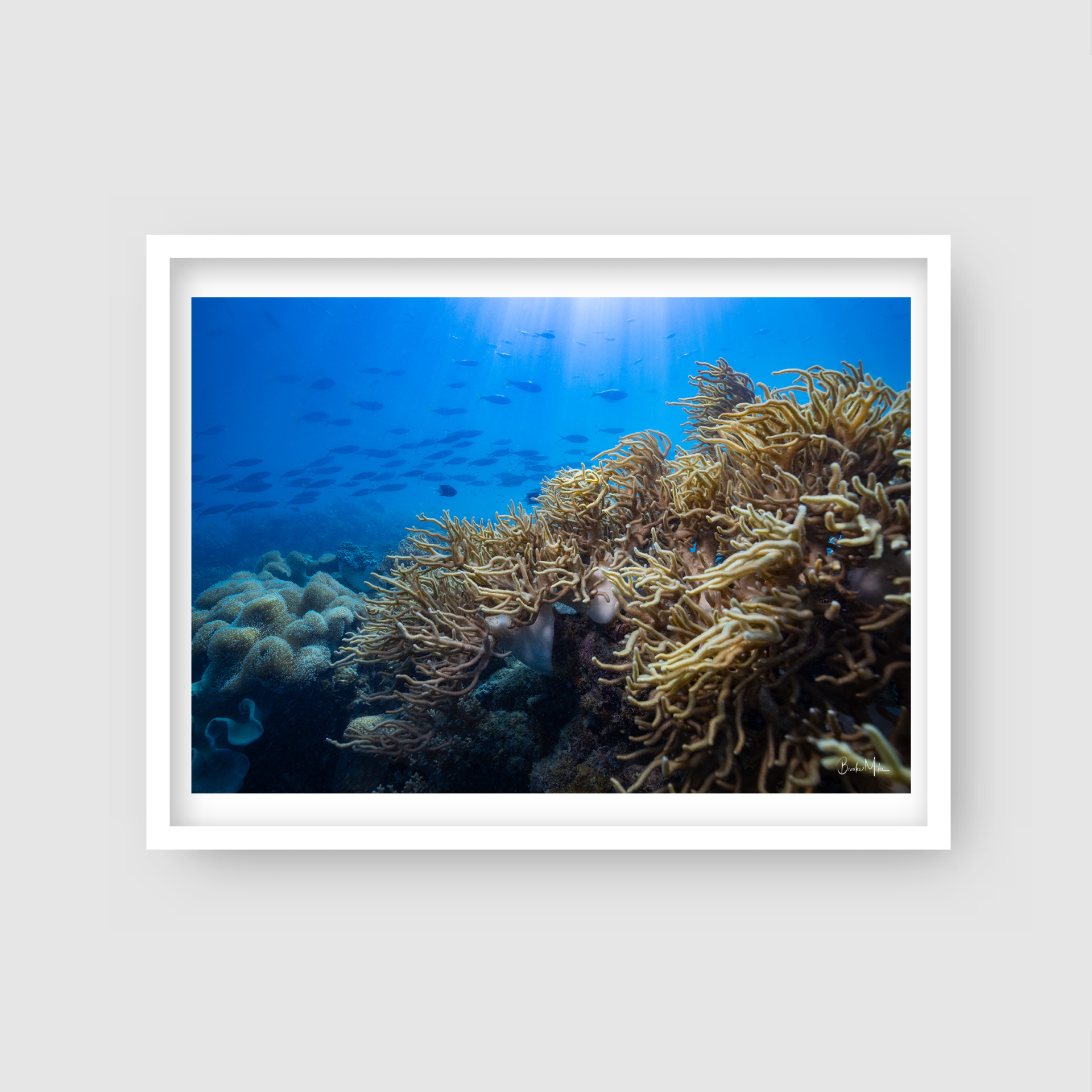 Sgetti Delight - Underwater Reef Print
