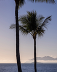 A scenic photograph of two tall palm trees silhouetted against a calm blue ocean and a soft blue sky, with distant mountains faintly visible on the horizon.
