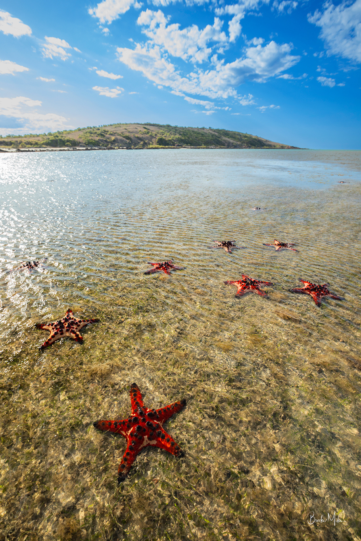 A scenic photograph of red starfish resting on clear, shallow ocean water with a sandy seabed, a distant green hill, and a bright blue sky with white clouds.