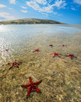 A scenic photograph of red starfish resting on clear, shallow ocean water with a sandy seabed, a distant green hill, and a bright blue sky with white clouds.