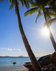 A scenic tropical beach landscape with tall palm trees framing a bright sun over blue water and rocky shoreline.