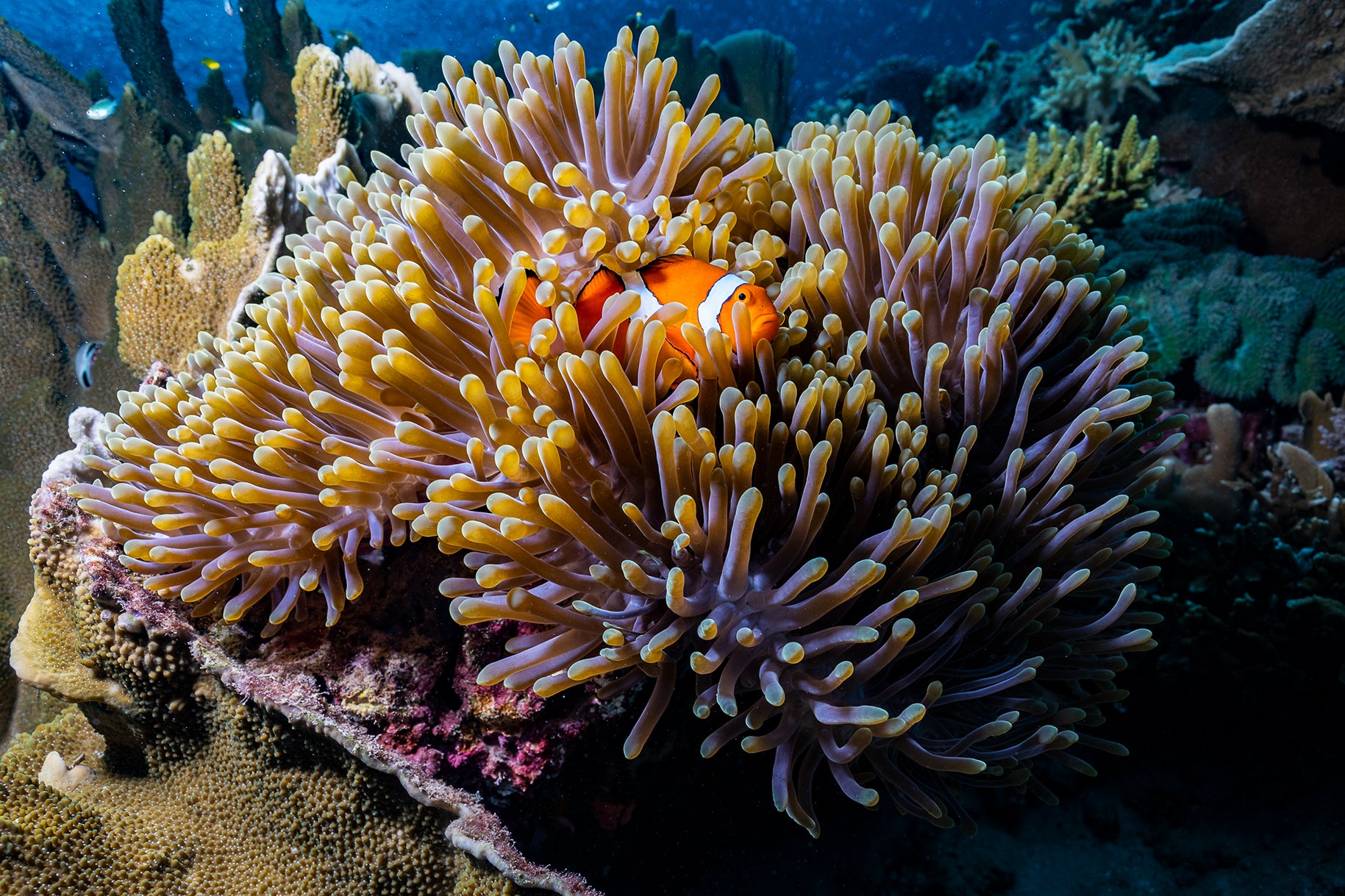 Art Mount | Raja Ampat Underwater Photography by Brooke Miles – Above ...