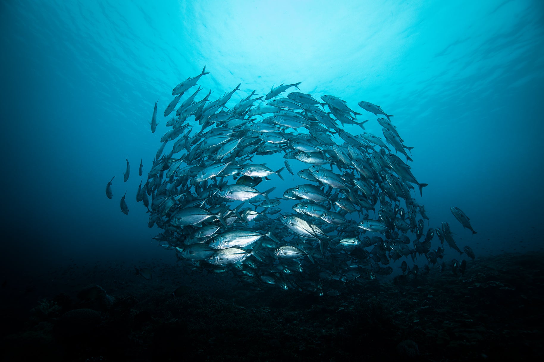 Art Mount | Raja Ampat Underwater Photography by Brooke Miles – Above ...