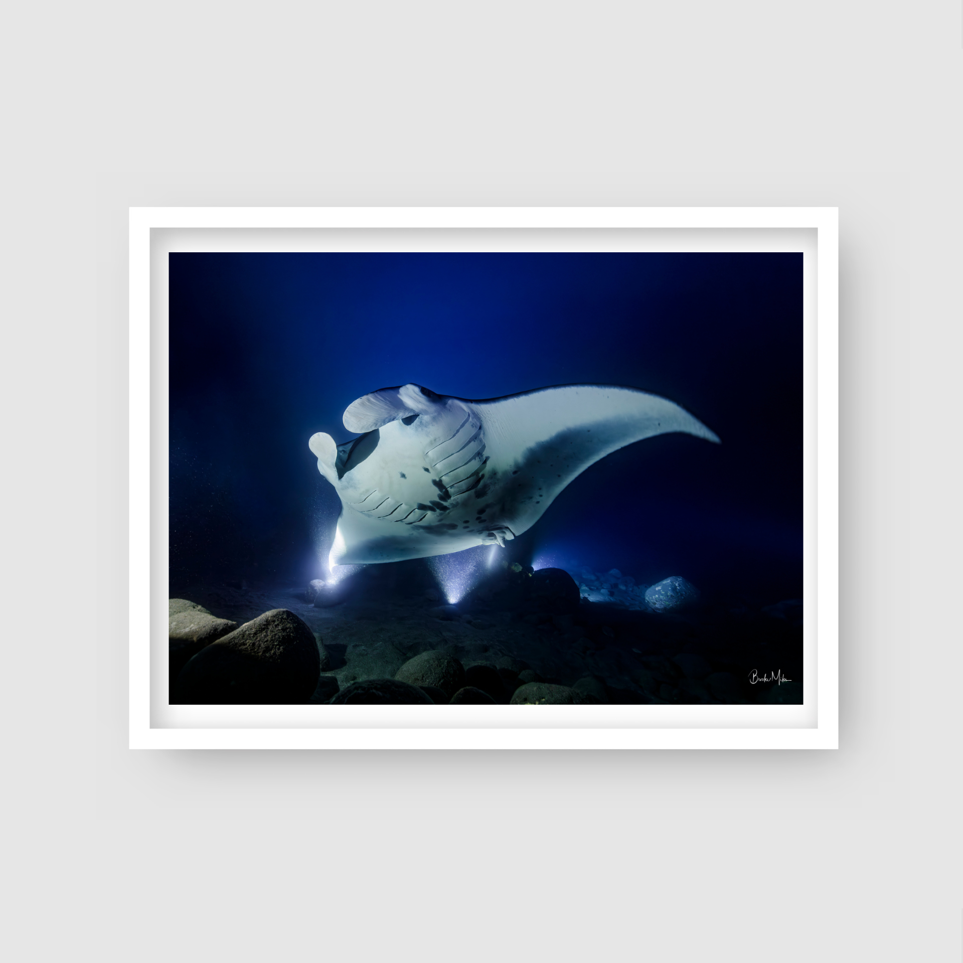 Big Kona | Manta Ray Wall Art – Kona Hawaii