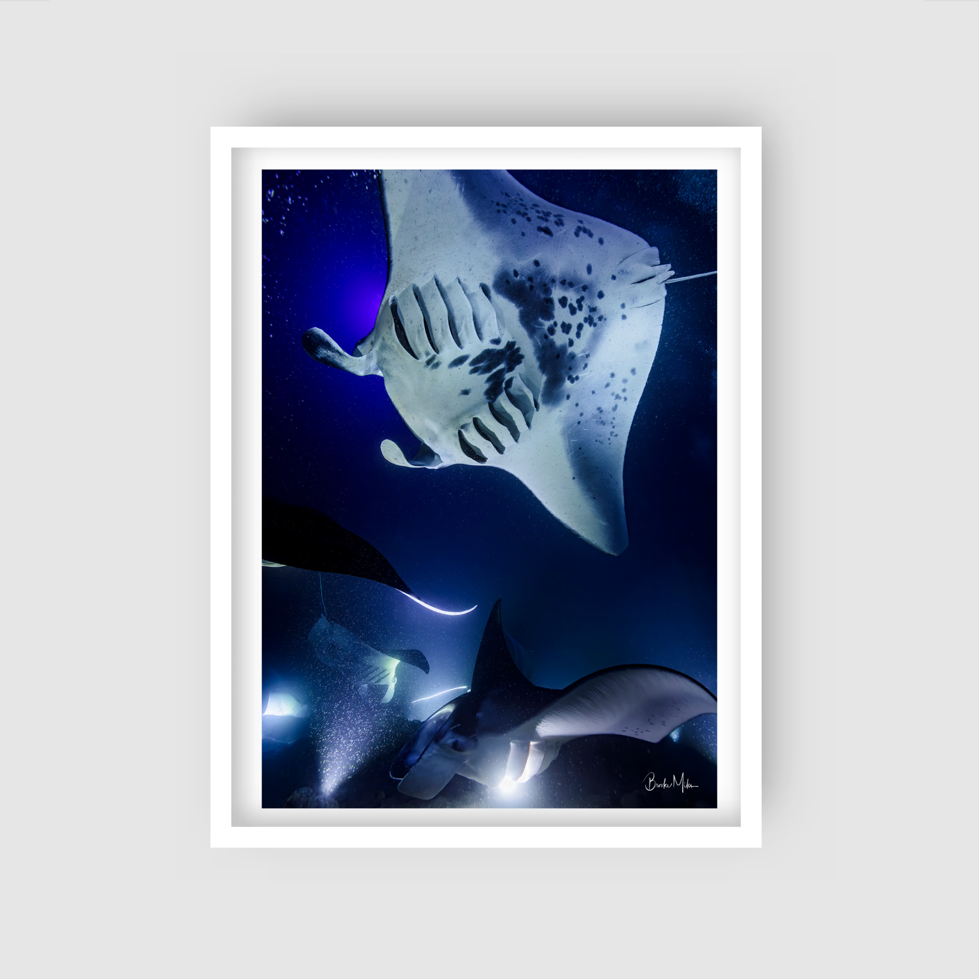 Gathering | Manta Ray Wall Art – Kona Hawai'i