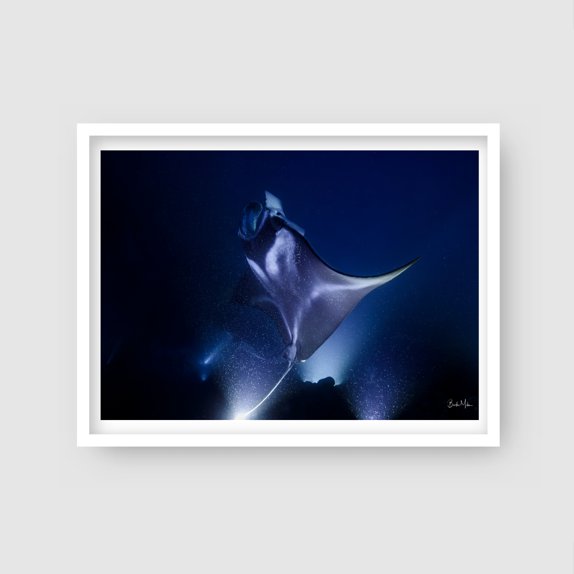 Hahalua | Manta Ray Wall Art – Kona Hawaii