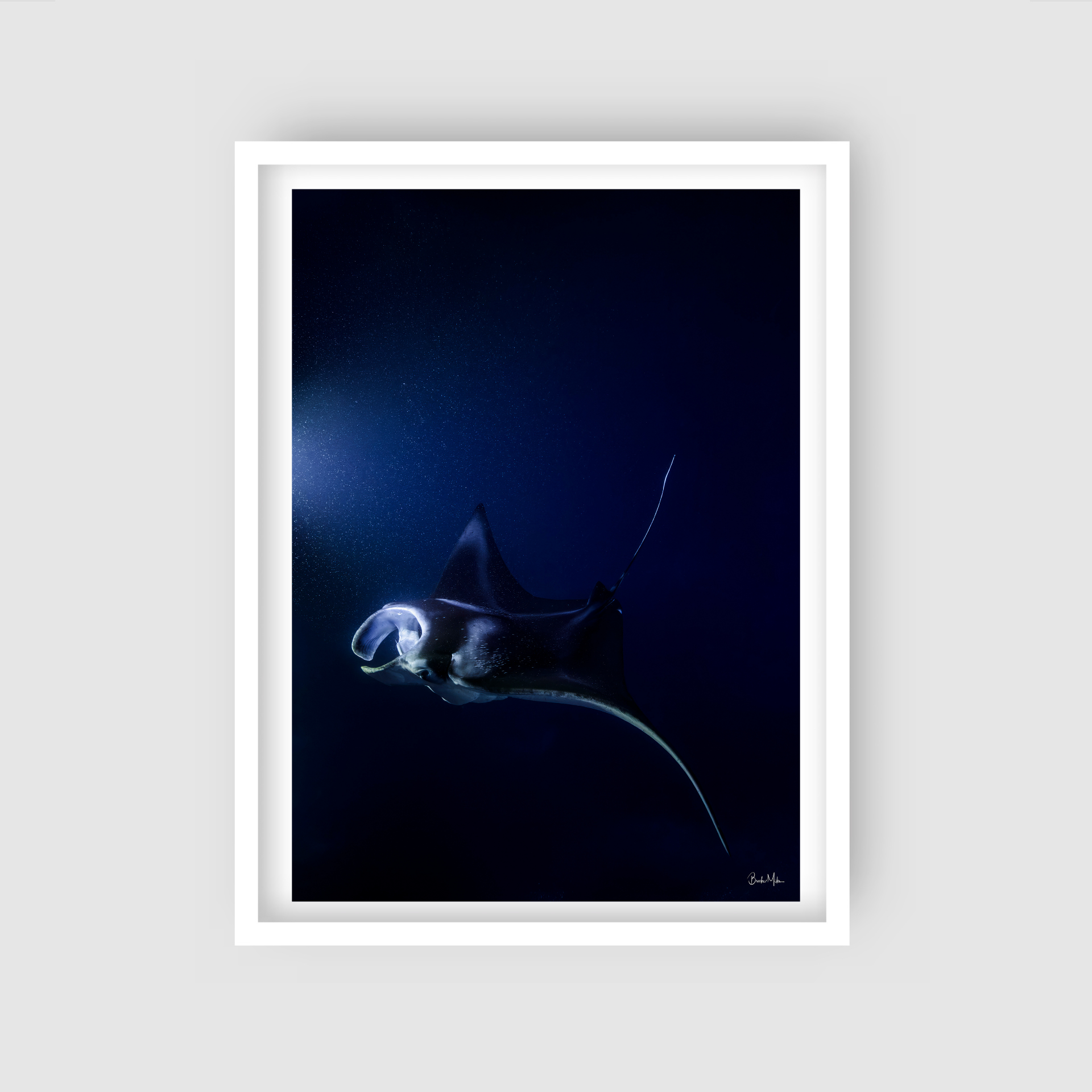 Phantom | Manta Ray Wall Art – Kona Hawaii