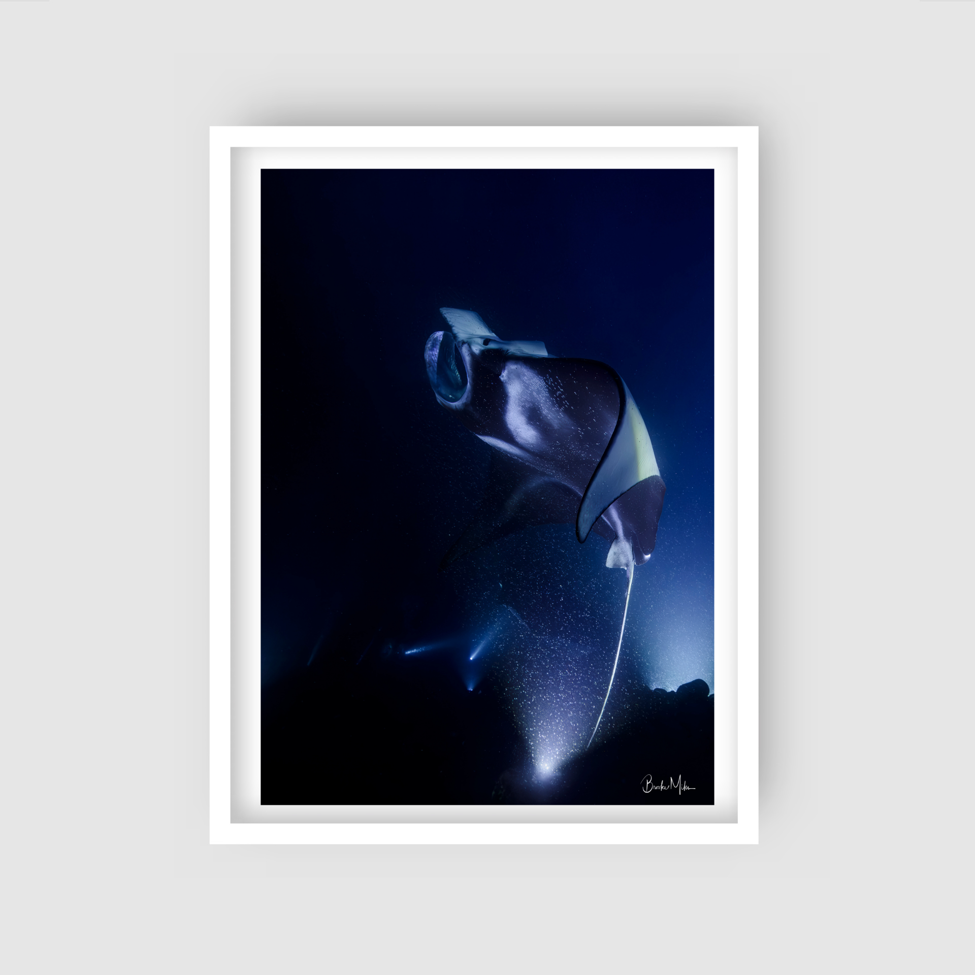 Rhapsody | Manta Ray Wall Art – Kona Hawaii