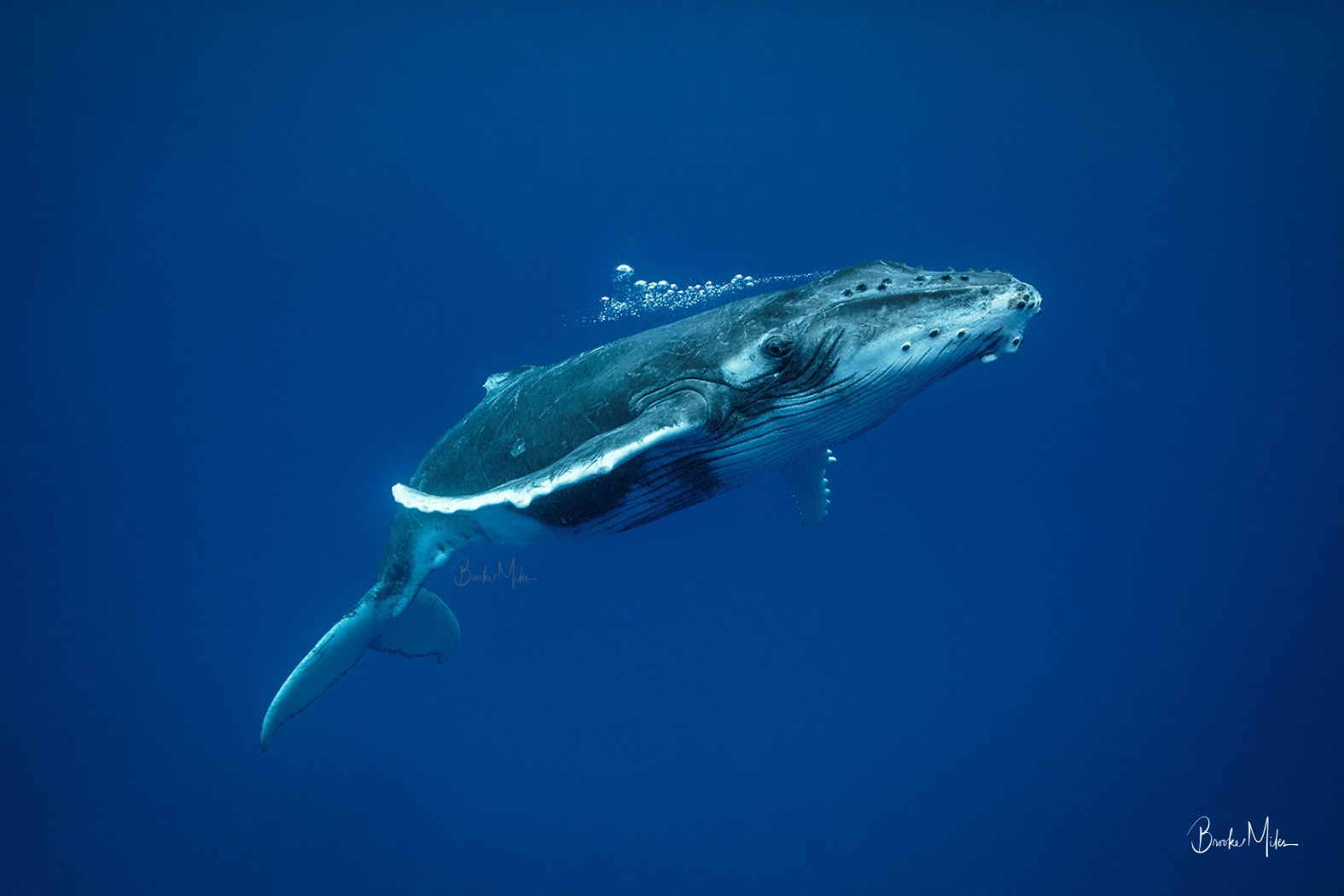 Baby Breath - Humpback Whale Print