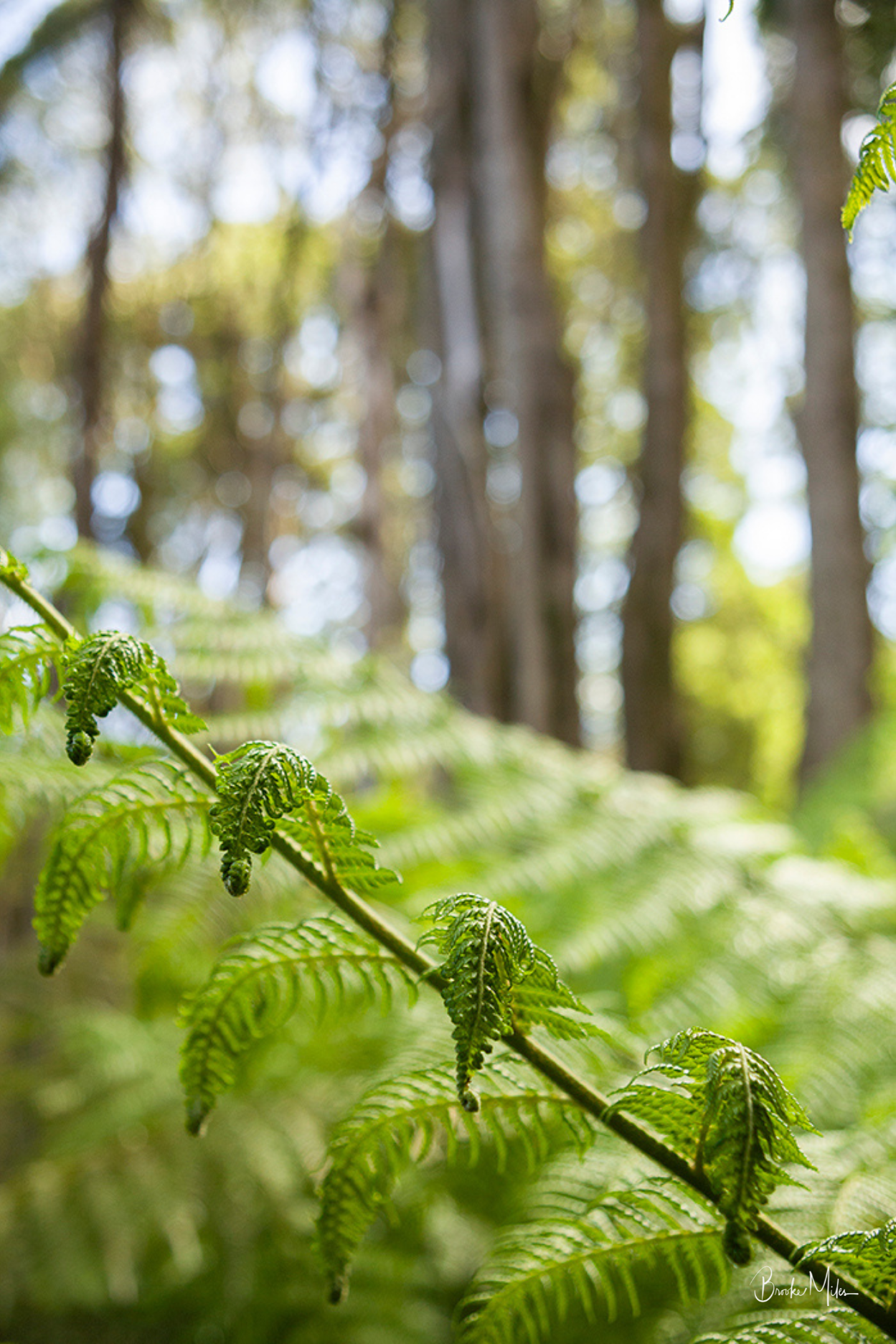 Curly - Rainforest Print