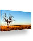 Outback Tree at Sunset