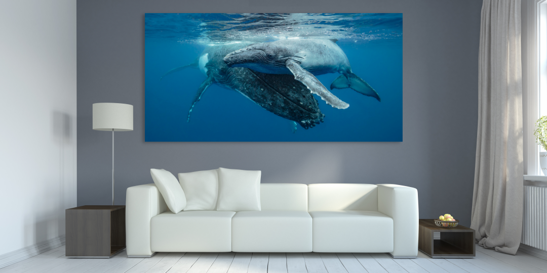 mum and bub large grey humpback whales resting on surface of blue water