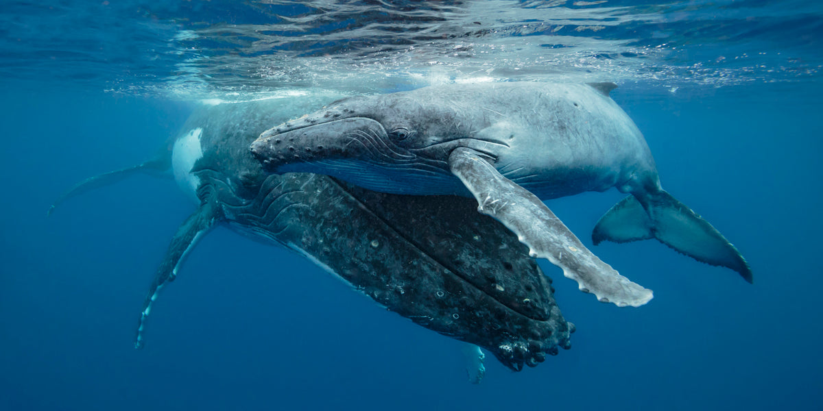 mum and bub large grey humpback whales resting on surface of blue water