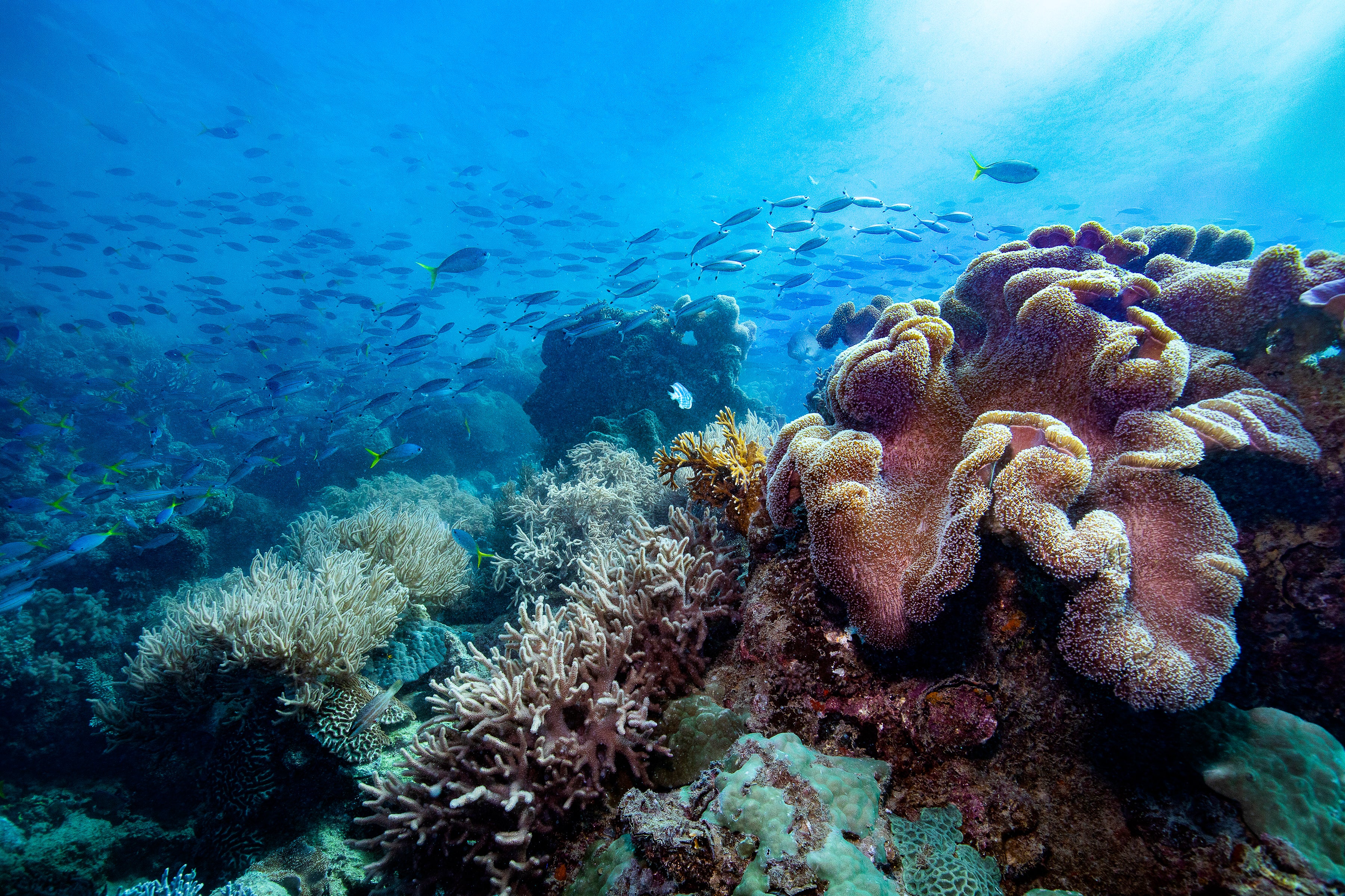 Bali Hai Reef