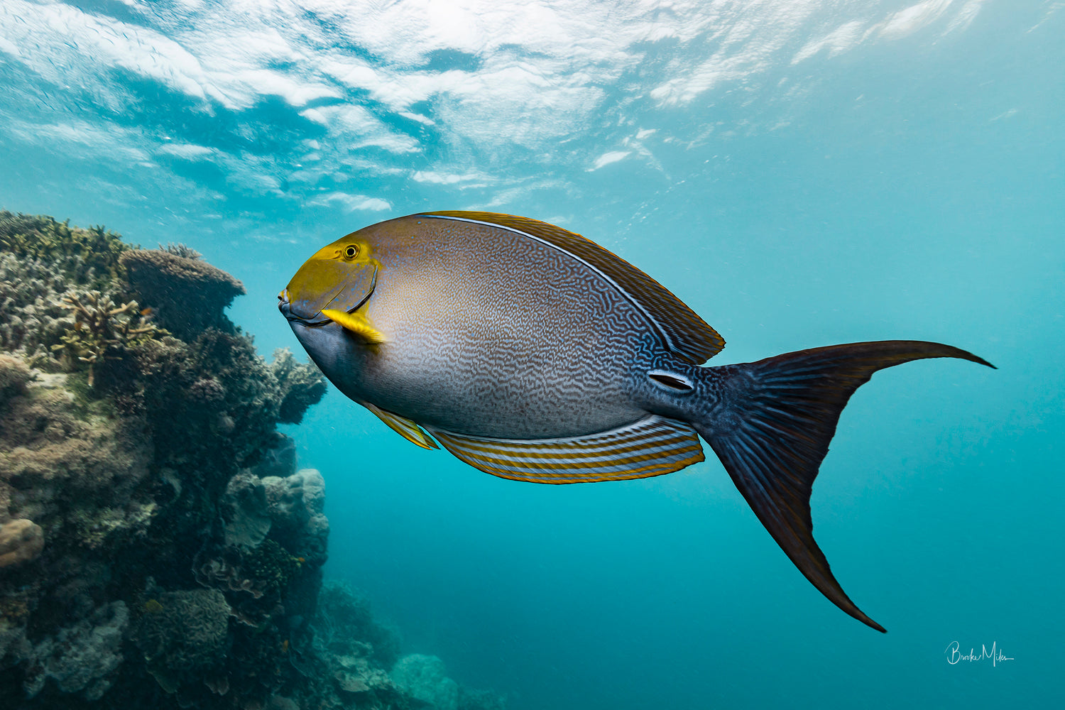 large yellow and blue fish from below with blue water above and coral to the side