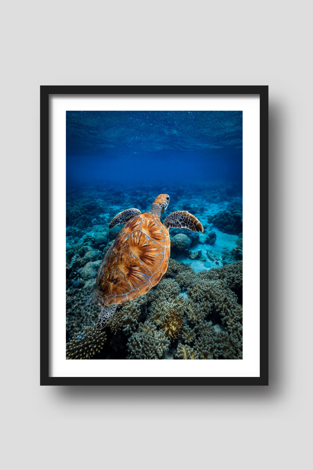 back colourful shell of green sea turtle as she swims up from the floor of coral