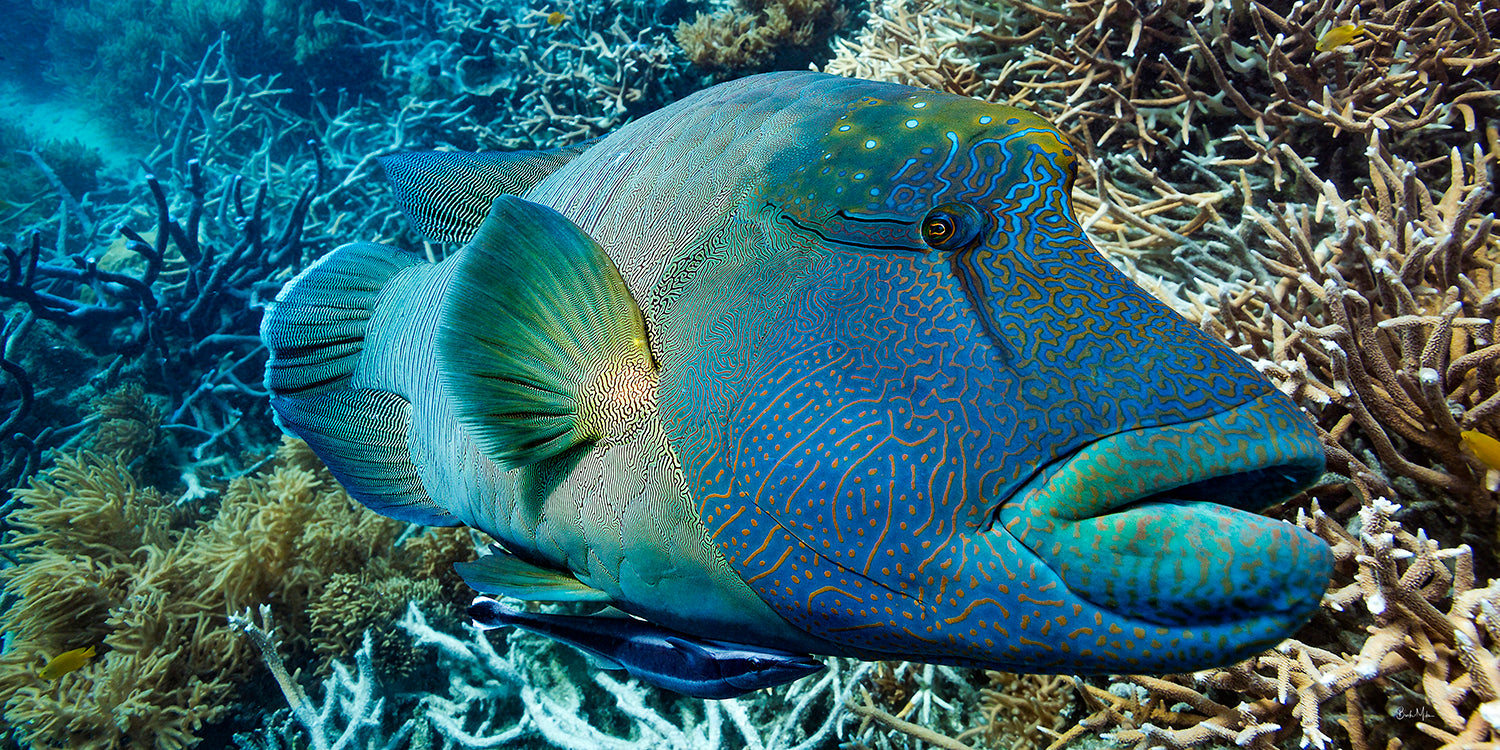 large Maori Wrasse patterned blue, green and yellow colours before hard and soft coral behind