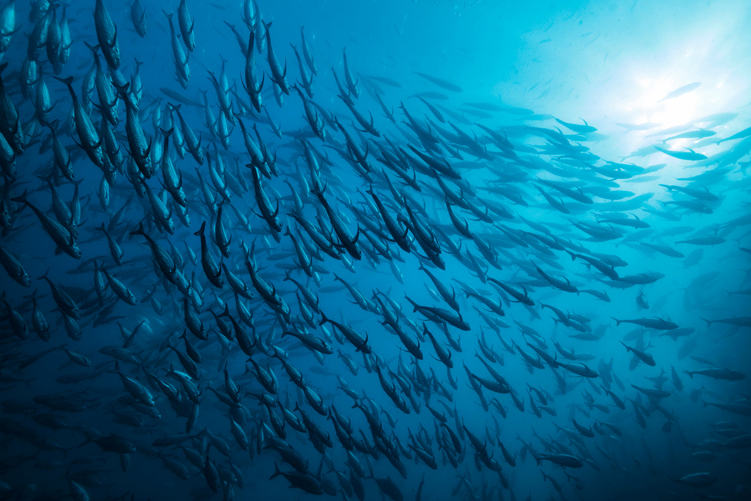 from below looking up to the bright surface of blue water with hundreds of fish swimming