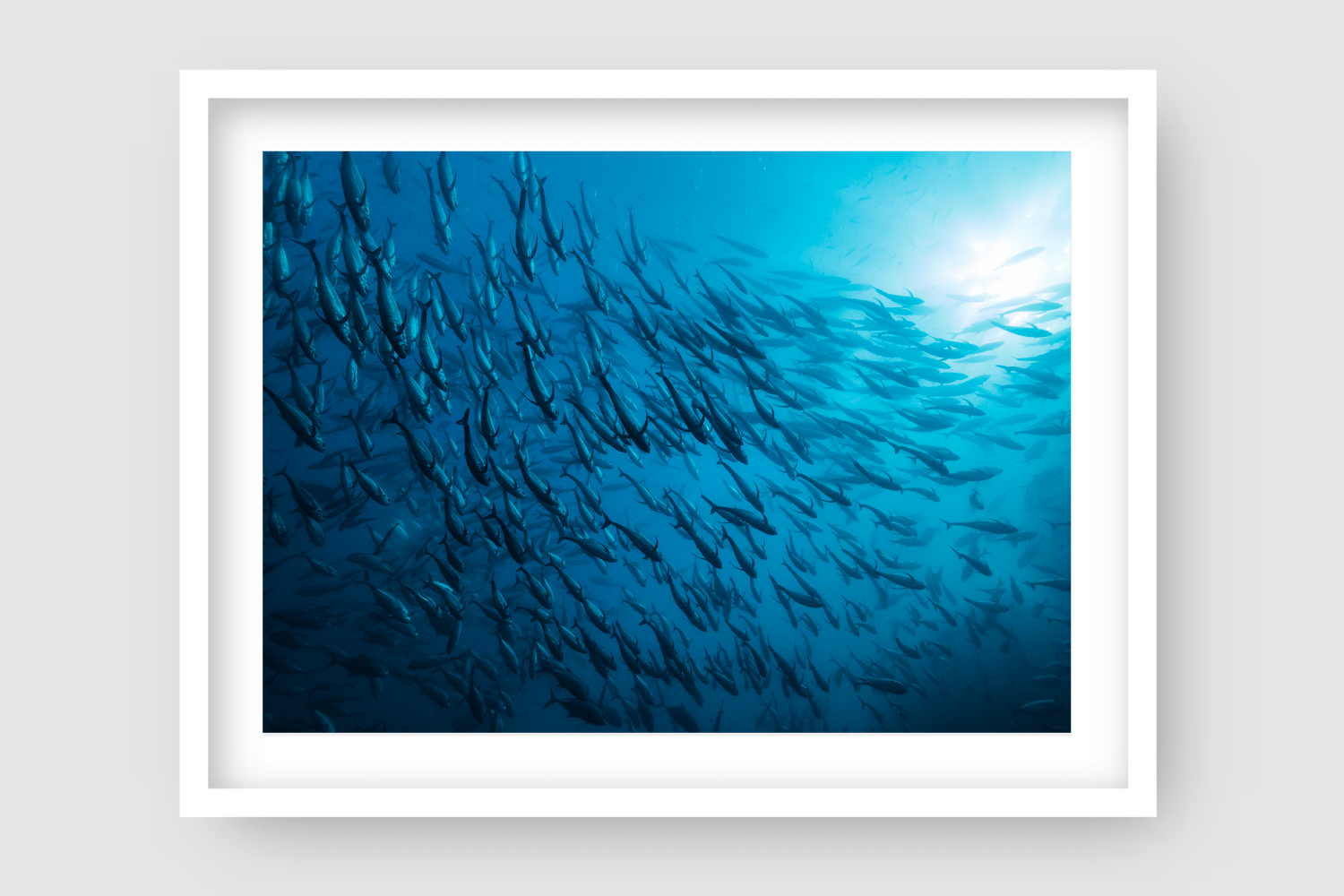 from below looking up to the bright surface of blue water with hundreds of fish swimming