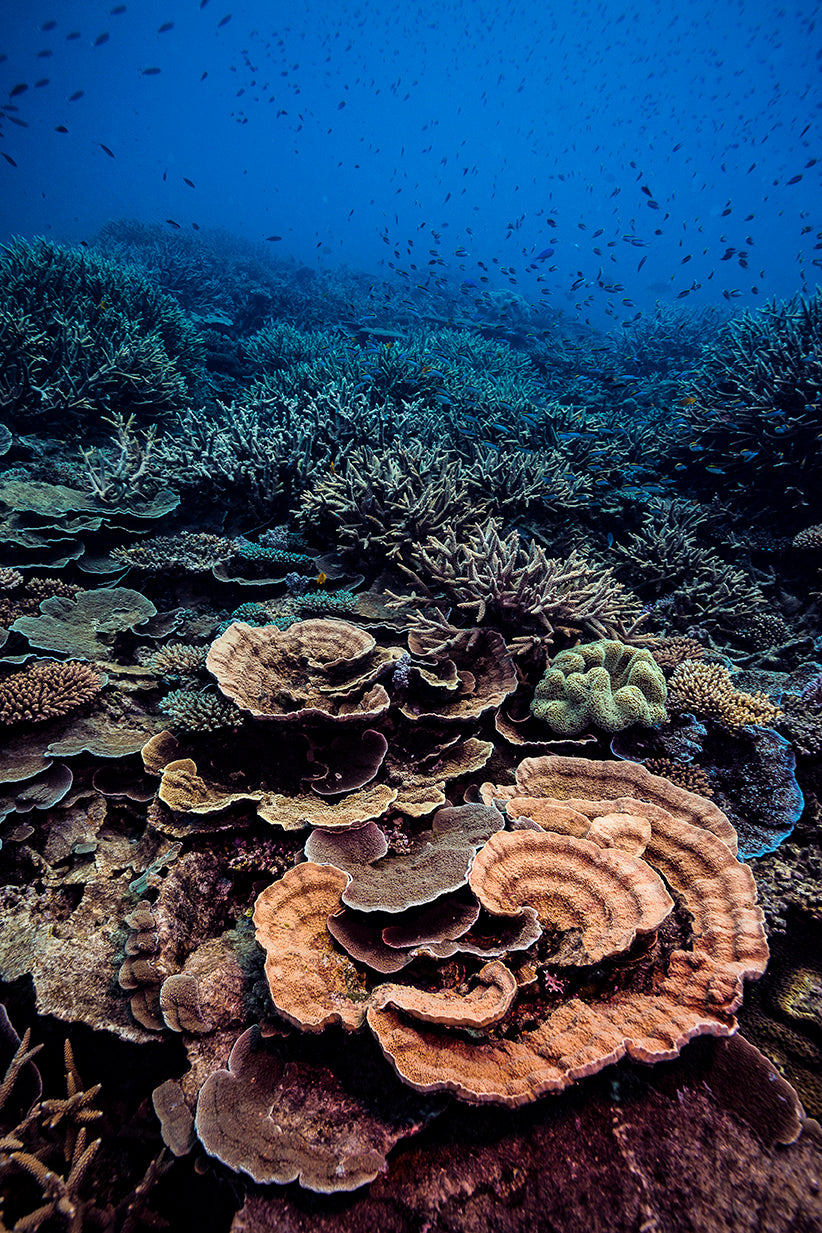 party of various coral reef formation of many different vibrant colours with small fish swimming above
