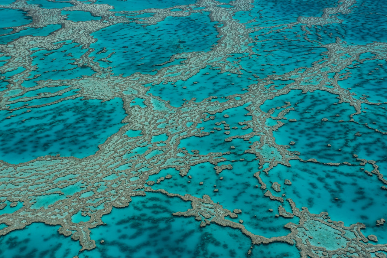 Coral Veins