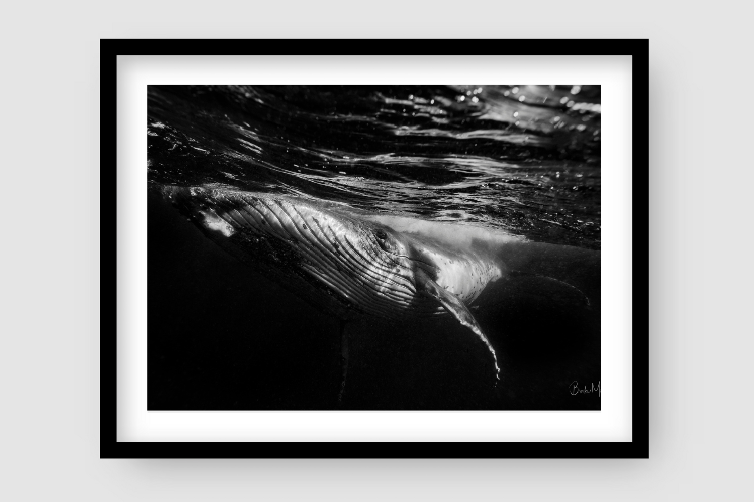 black and white image of large humpback whale breaking the surface of the water