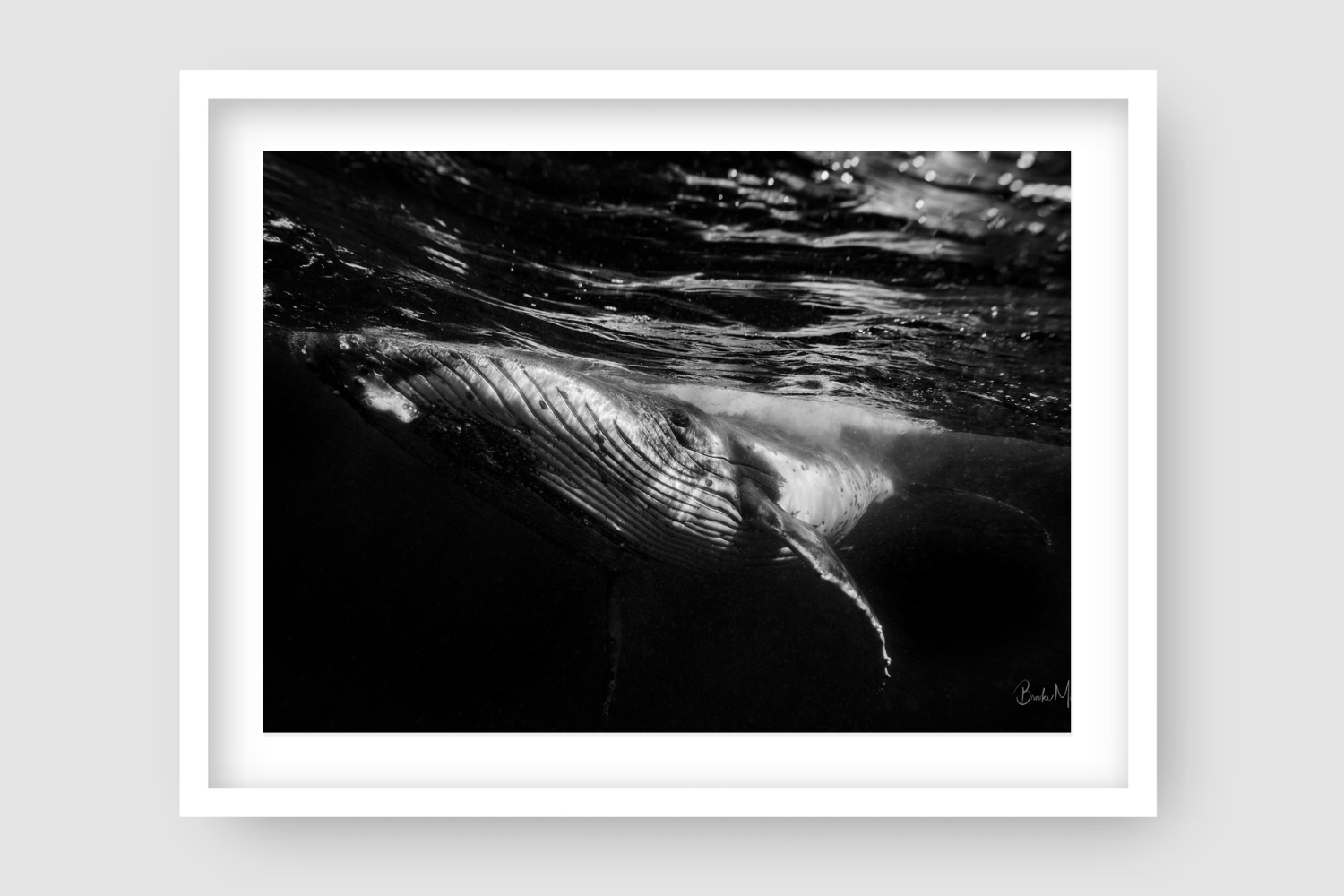black and white image of large humpback whale breaking the surface of the water