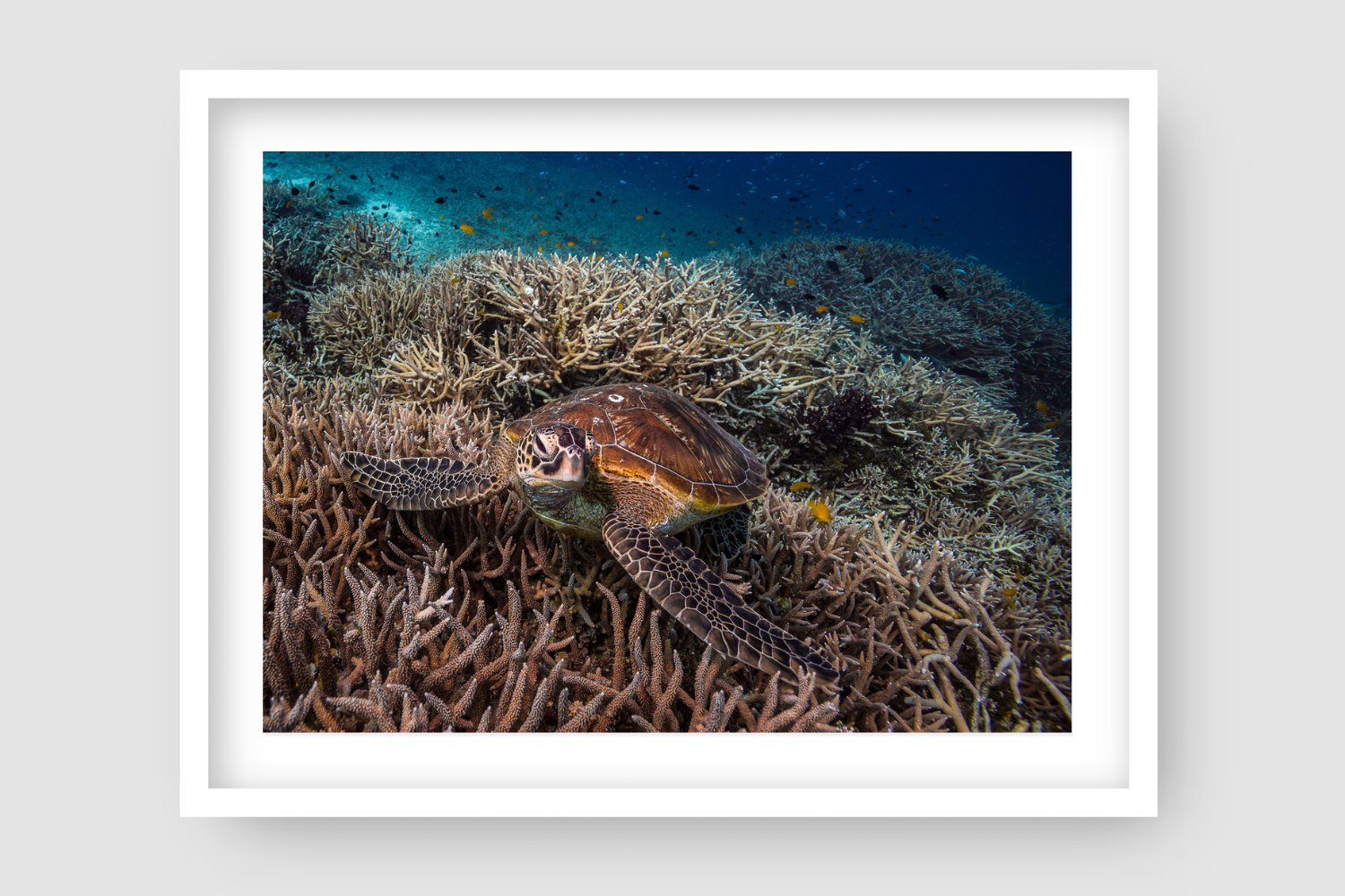 sea turtle gliding across coral reef with small yellow fishing darting around