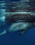 small grey baby calf whale hiding under the belly of mum whale as  they break the surface of water