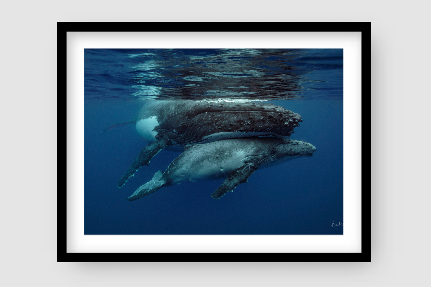 small grey baby calf whale hiding under the belly of mum whale as  they break the surface of water