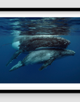 small grey baby calf whale hiding under the belly of mum whale as  they break the surface of water