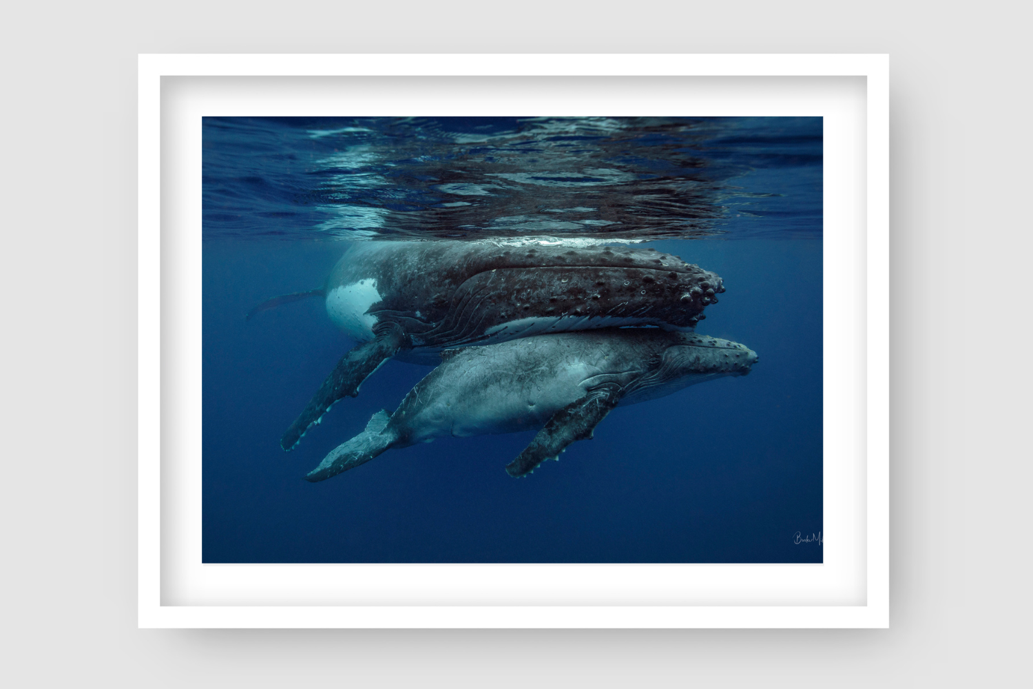 small grey baby calf whale hiding under the belly of mum whale as  they break the surface of water