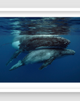 small grey baby calf whale hiding under the belly of mum whale as  they break the surface of water