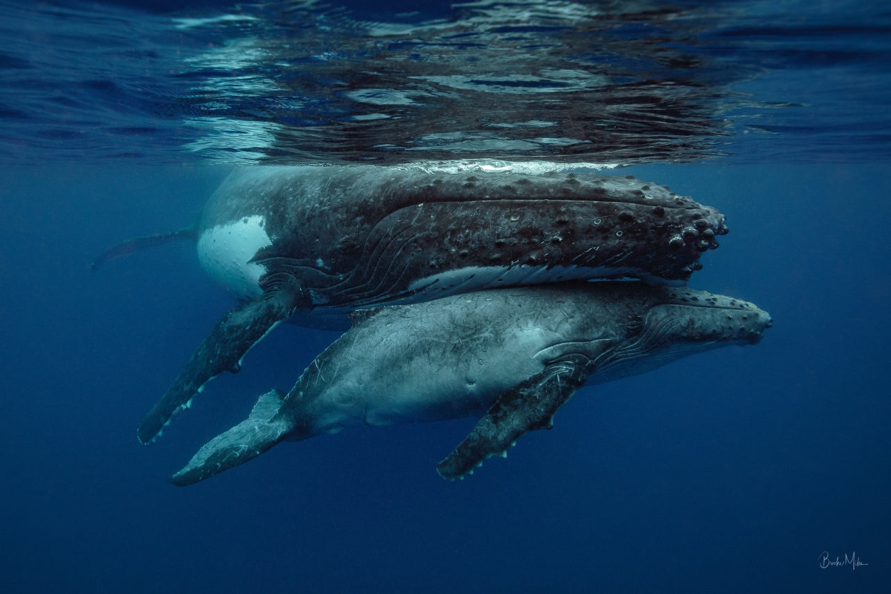 small grey baby calf whale hiding under the belly of mum whale as  they break the surface of water