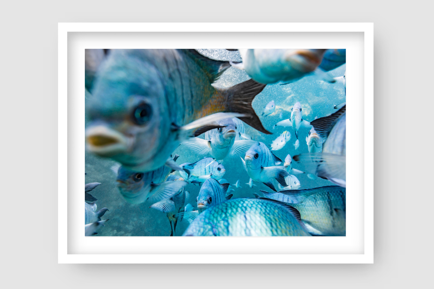 plethora of blue Damsel Fish swimming in large pack with blue waters surrounding