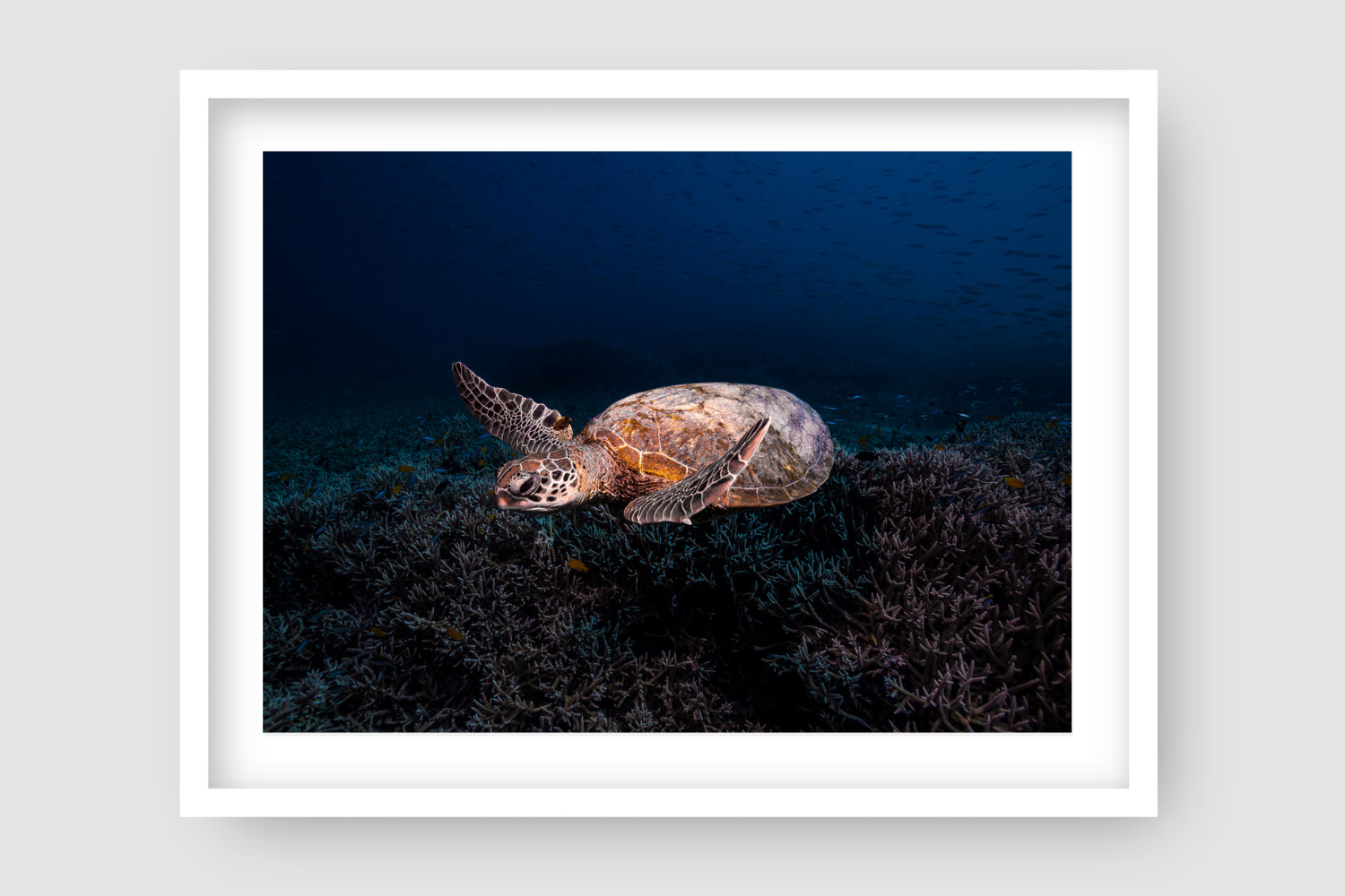 dark and deep with a sea turtle swimming over more coral with dark blue waters around