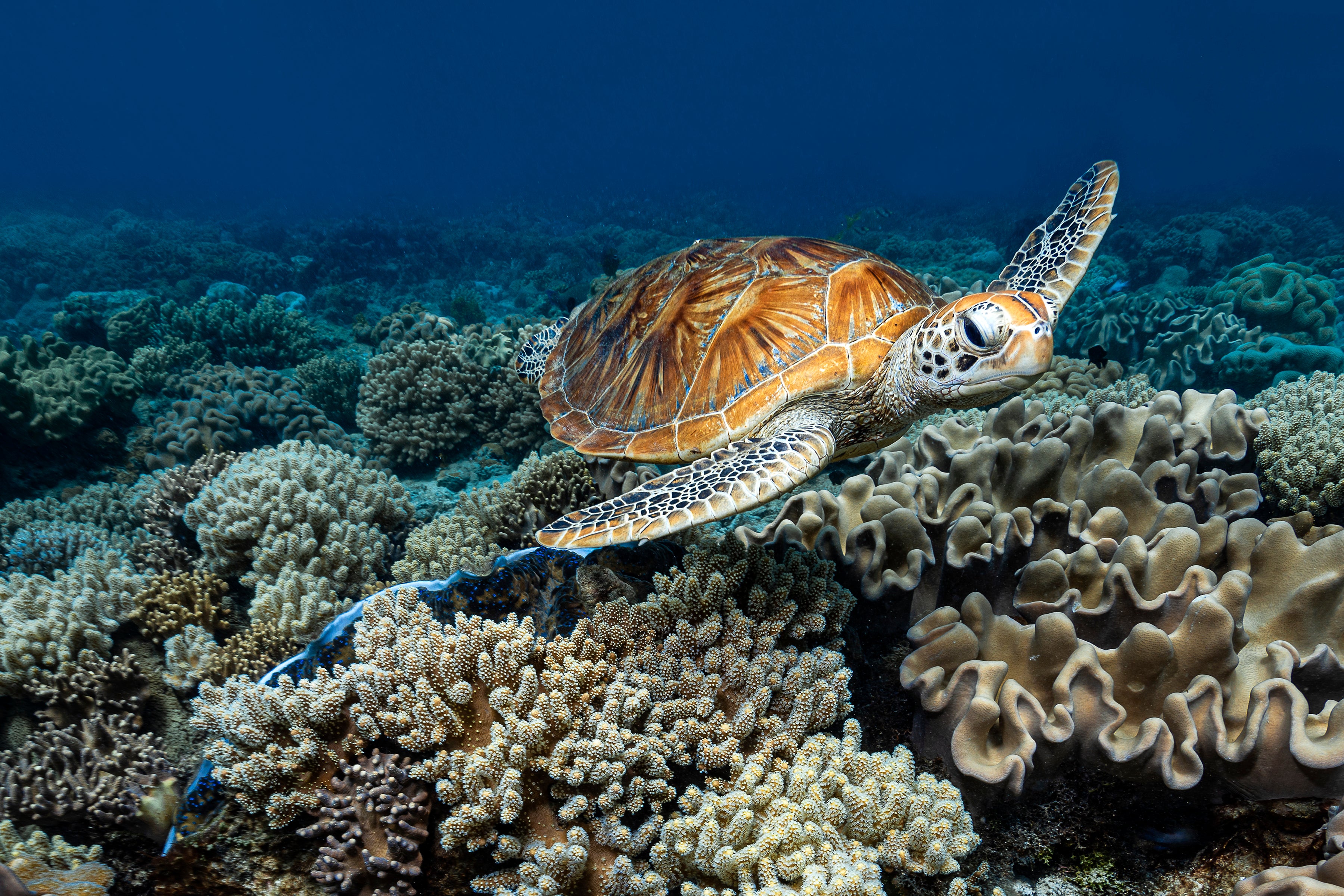 sea turtle gliding above a bed of coral 