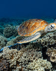 sea turtle gliding above a bed of coral 