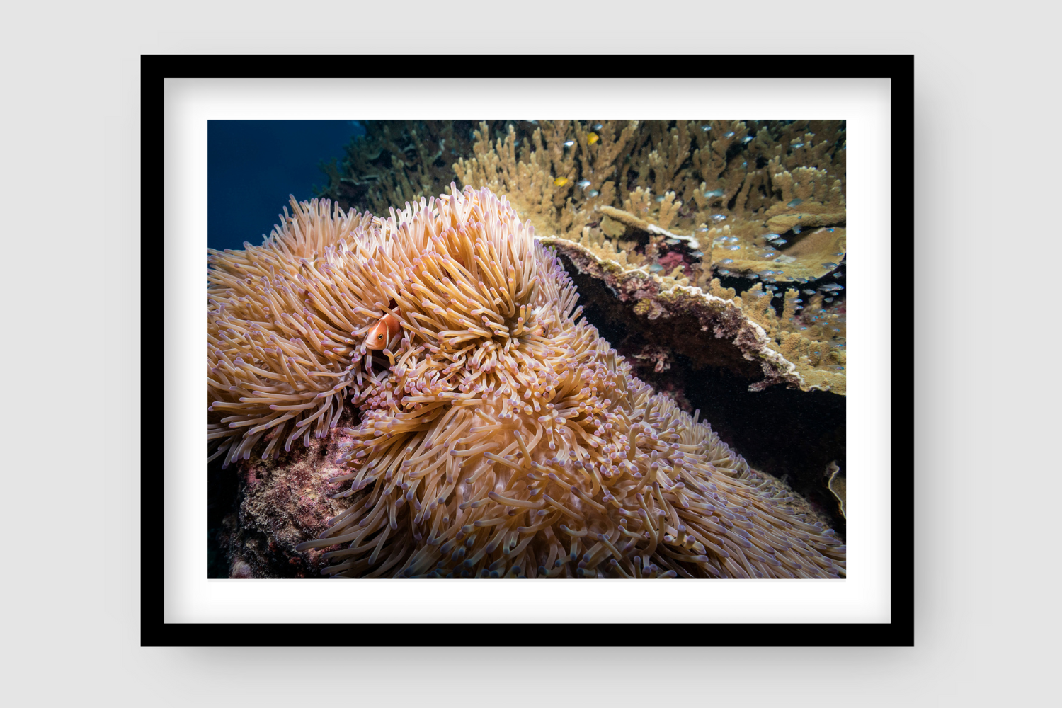 orange and purple fluffy swirling anemone with a clown fish poking out his head